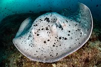 Ray On The Prowl, Maldives