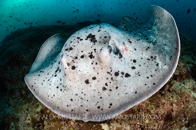 Ray On The Prowl, Maldives