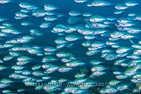 Chromis School, Philippines