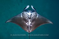 Baby Manta, Do, Do, Do-Do, Do, Indonesia