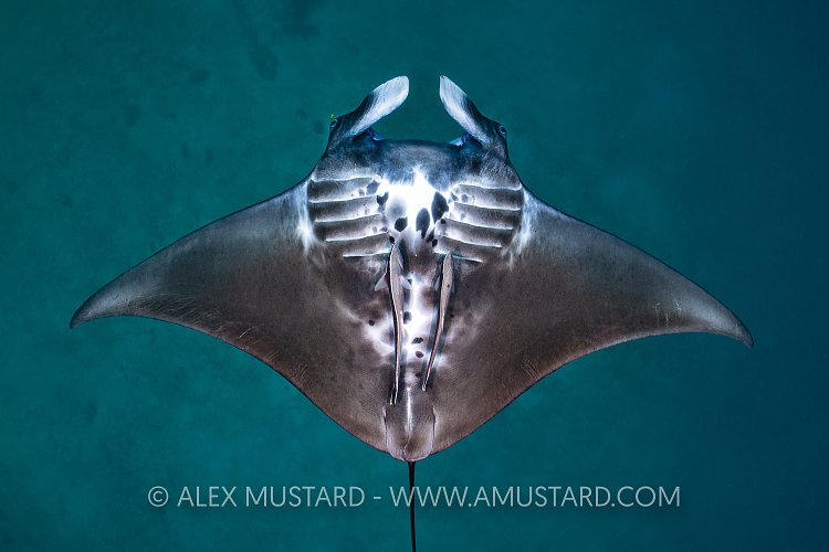 Baby Manta, Do, Do, Do-Do, Do, Indonesia