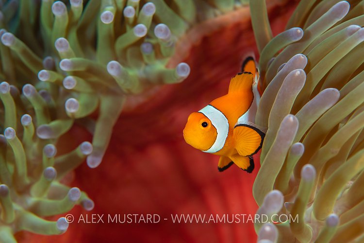 Anemonefish In Anemone, Indonesia