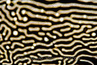 Map Puffer Skin Detail, Indonesia