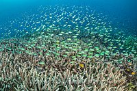 Hard Corals And Damselfish, Indonesia
