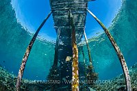 Grouper Beneath Jetty, Indonesia