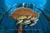 Fish And Coral Under Jetty, Indonesia