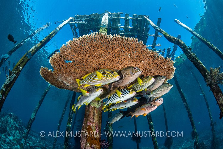 Fish And Coral Under Jetty, Indonesia