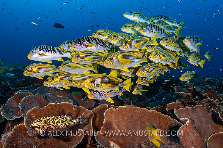 Sweetlips Over Plate Corals, Indonesia