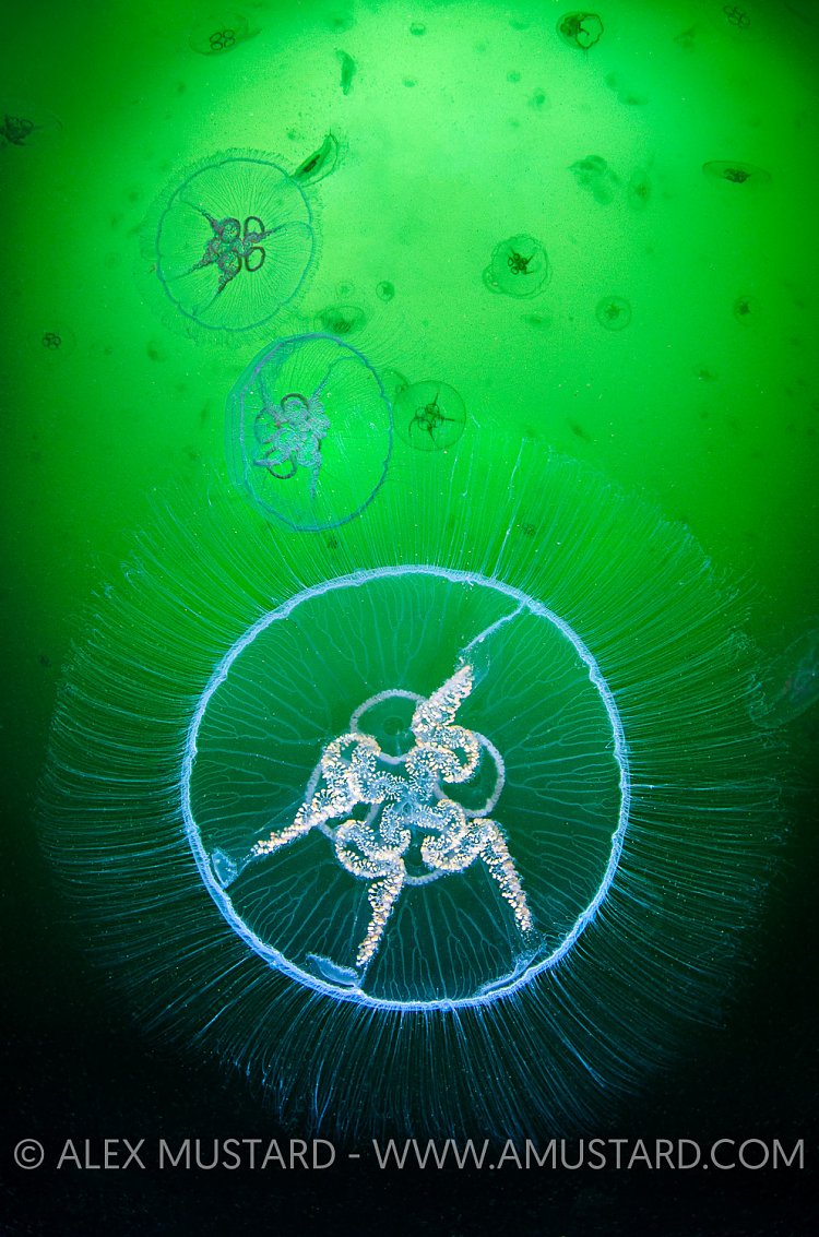 Moon Jelly Feeding, UK