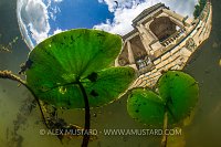 Palladian Bridge And Water Lilies, UK