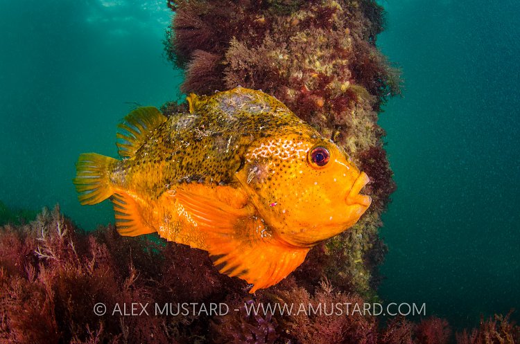 Male Lumpsucker Under Pier, UK