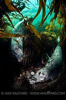 Seals In Kelp, UK