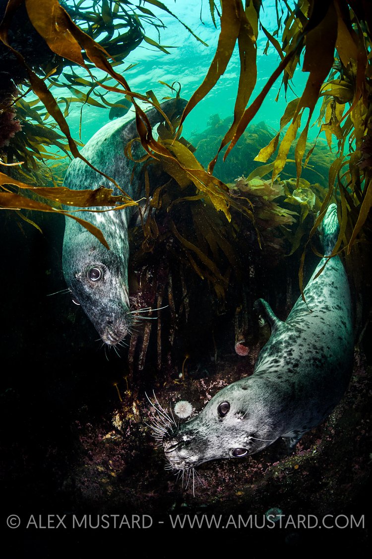 Seals In Kelp, UK