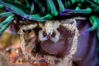 Spider Crab Beneath Anemone, UK