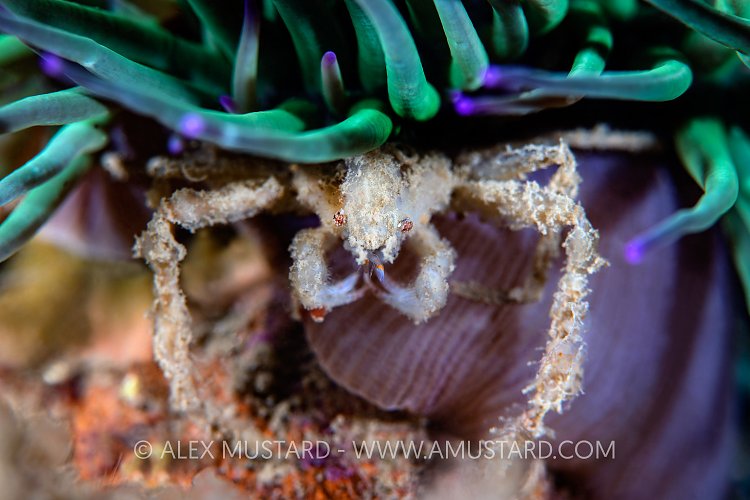 Spider Crab Beneath Anemone, UK