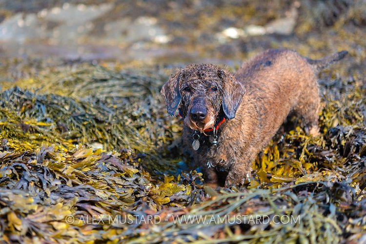 Exploring The Sea Shore, UK
