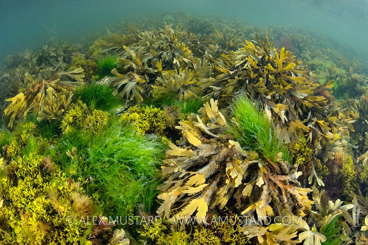 Shallow Seaweeds, UK