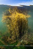 Thongweed In Shallows, UK