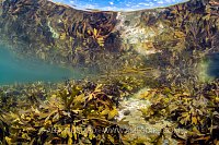 Shallow Seaweeds, UK