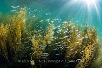 Sand Eels Over Weed, UK