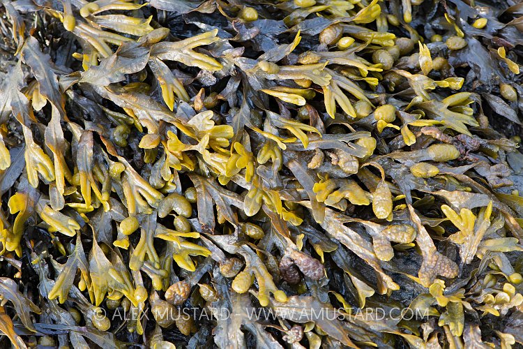 Spiral Seaweed Detail, UK