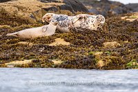 Seals On Rocks, UK