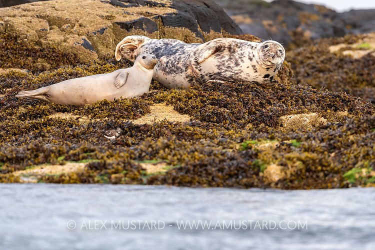 Seals On Rocks, UK
