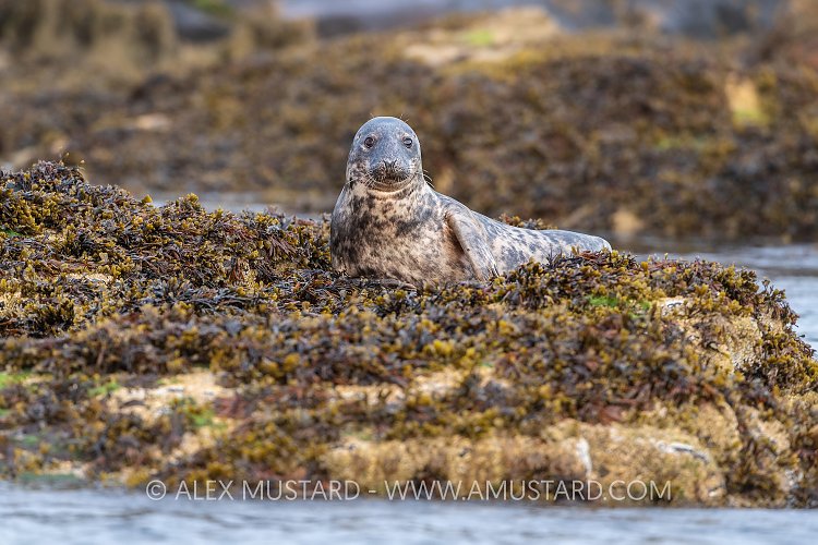 Seal On Rocks, UK
