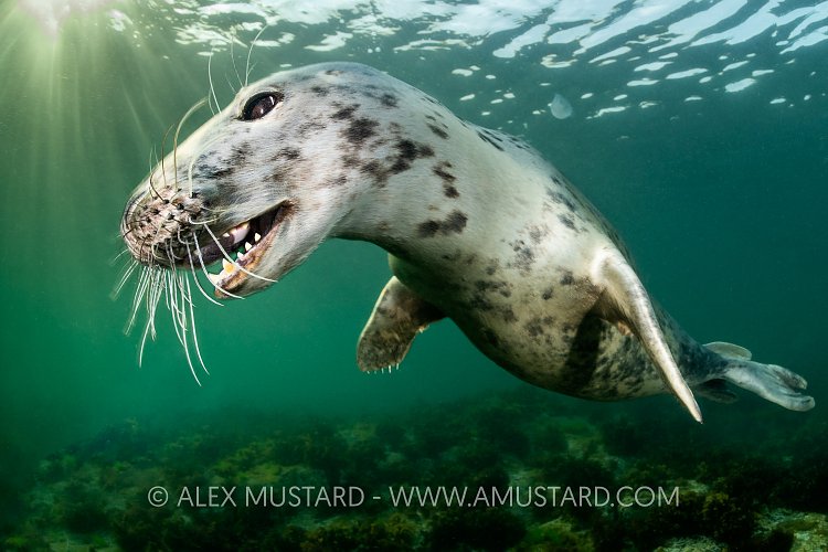 Playful Grey Seal, UK