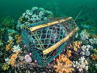 Lobster Pot, UK