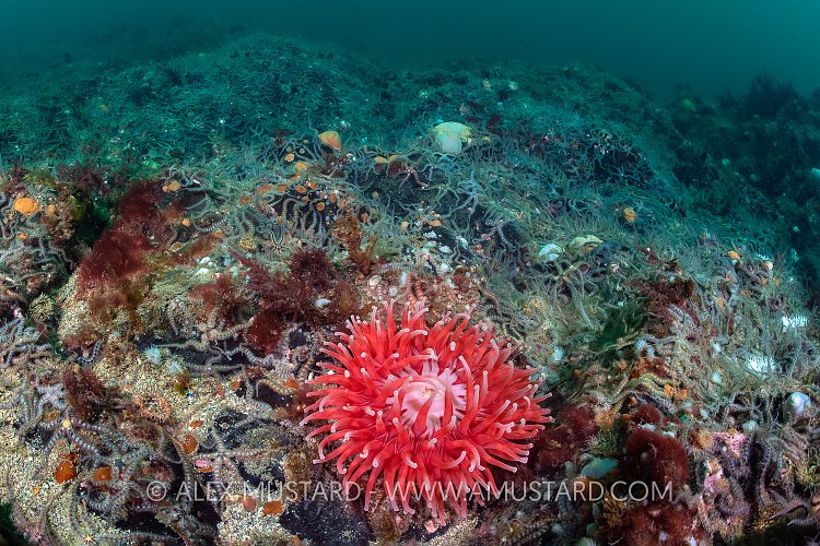 St Abbs, Eyemouth, Berwickshire, Scotland, United Kingdom. British Isles. North Sea.