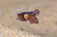 Little Cuttlefish, UK