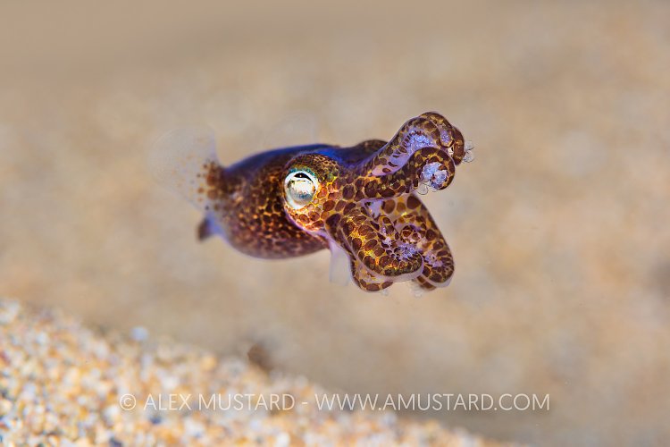 Little Cuttlefish, UK