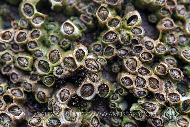 Barnacle Detail, UK