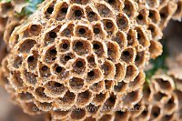 Honeycomb Worm Detail, UK