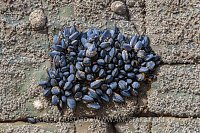 Mussel Colony, UK
