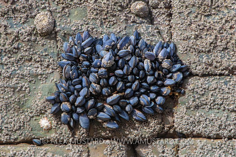 Mussel Colony, UK