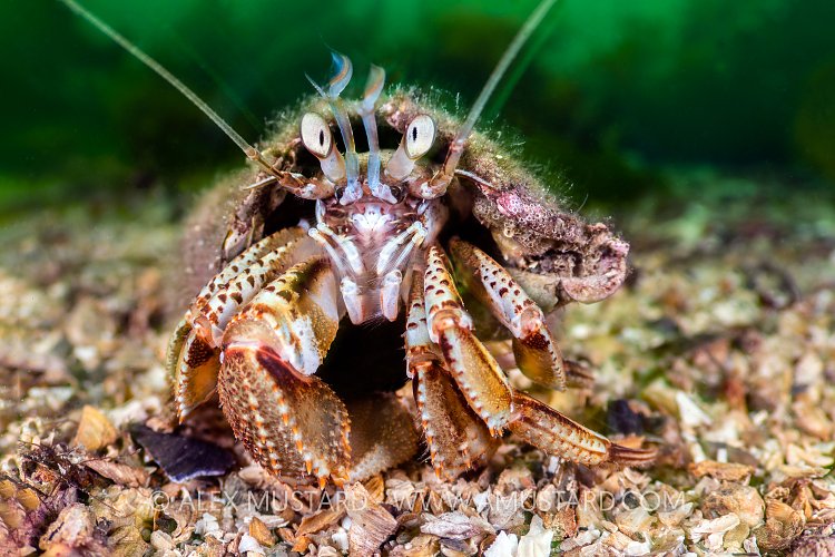 Hermit Crab Pose, UK