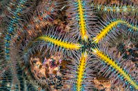 Brittlestar Detail, UK