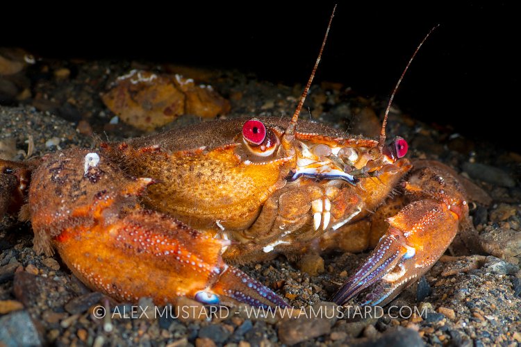 Swimming Crab Dug In, UK