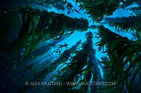 Kelp Forest Silhouette. USA