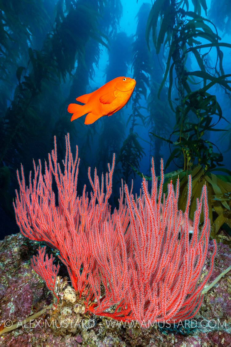 Kelp Forest Scene, USA