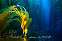 Kelp Forest, USA