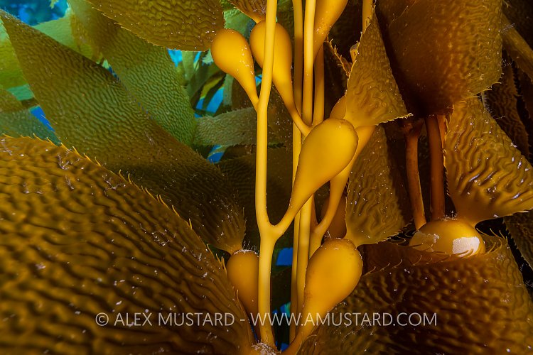 Kelp Detail, USA