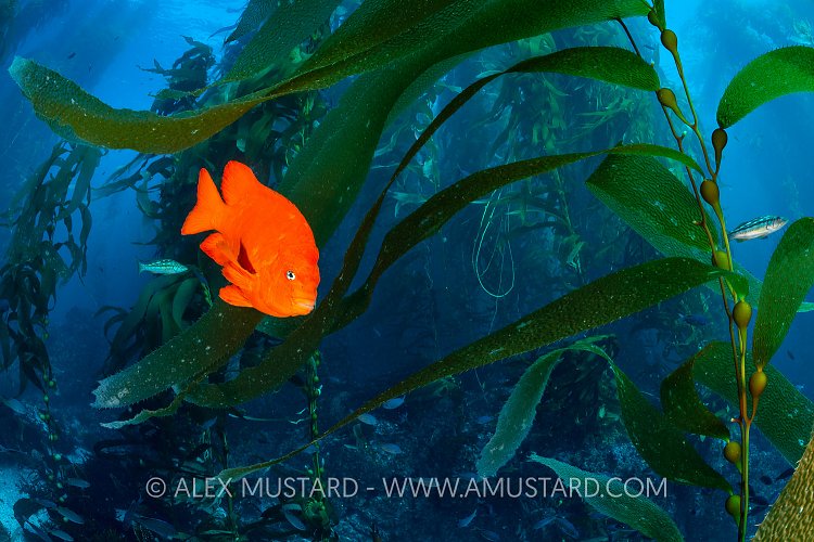 Garibaldi In Kelp Forest, USA