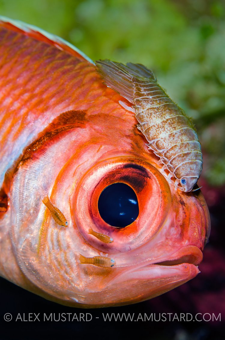 Soldierfish With Isopod, Cayman Islands