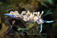Nudibranch On Reef, Cayman Islands