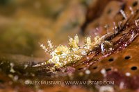 Nudibranch On Reef, Cayman Islands
