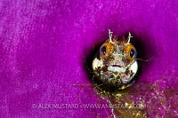 Secretary Blenny, Cayman Islands
