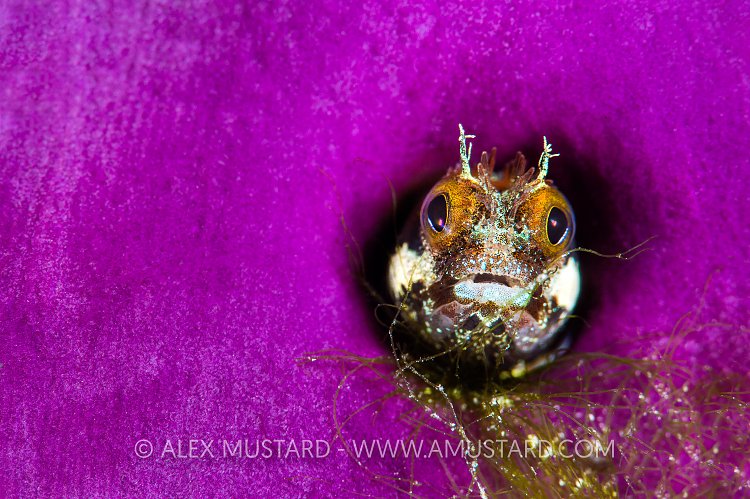 Secretary Blenny, Cayman Islands